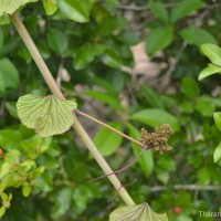 Kedrostis foetidissima (Jacq.) Cogn.